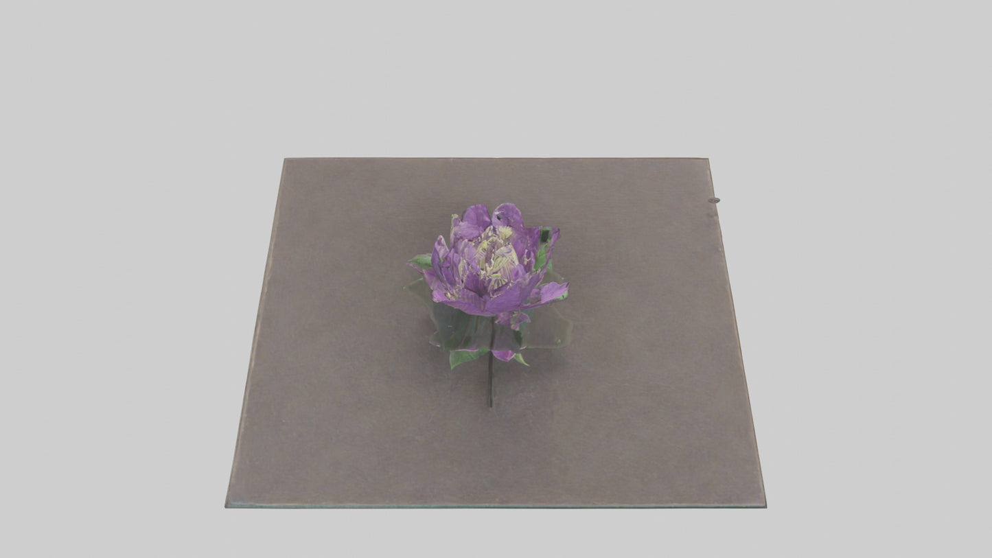 Clematis model 3D model