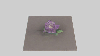 Clematis model 3D model