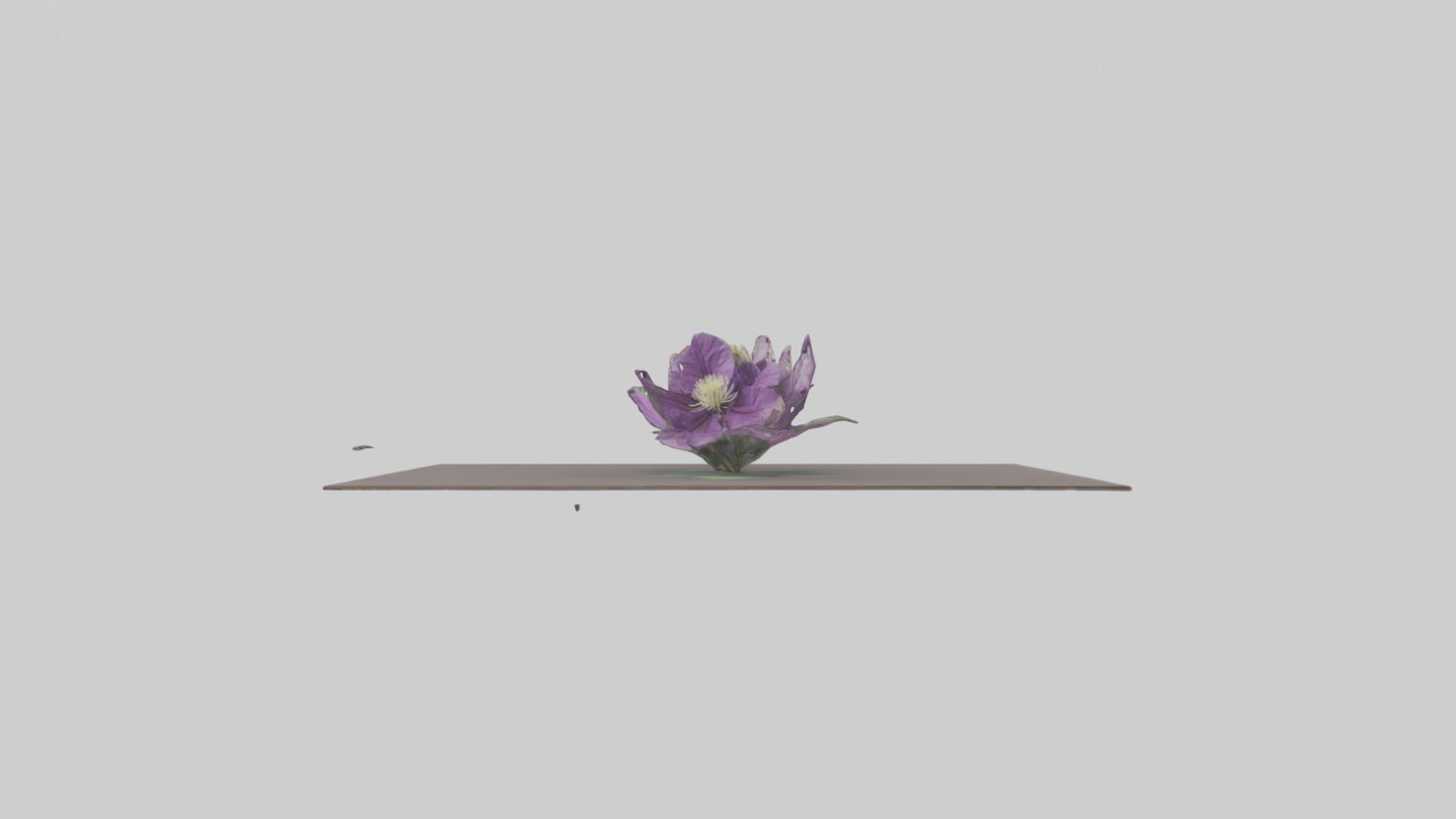 Clematis model 3D model