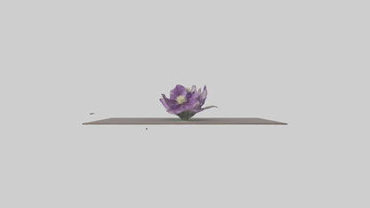 Clematis model 3D model