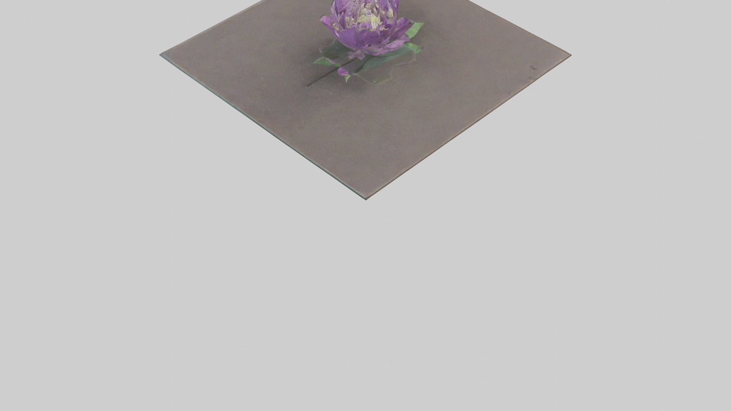 Clematis model 3D model