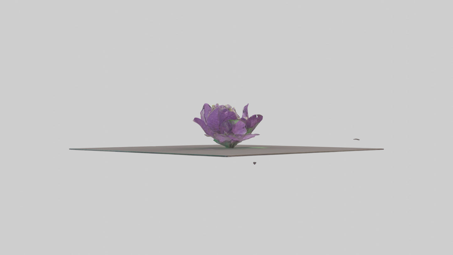Clematis model 3D model