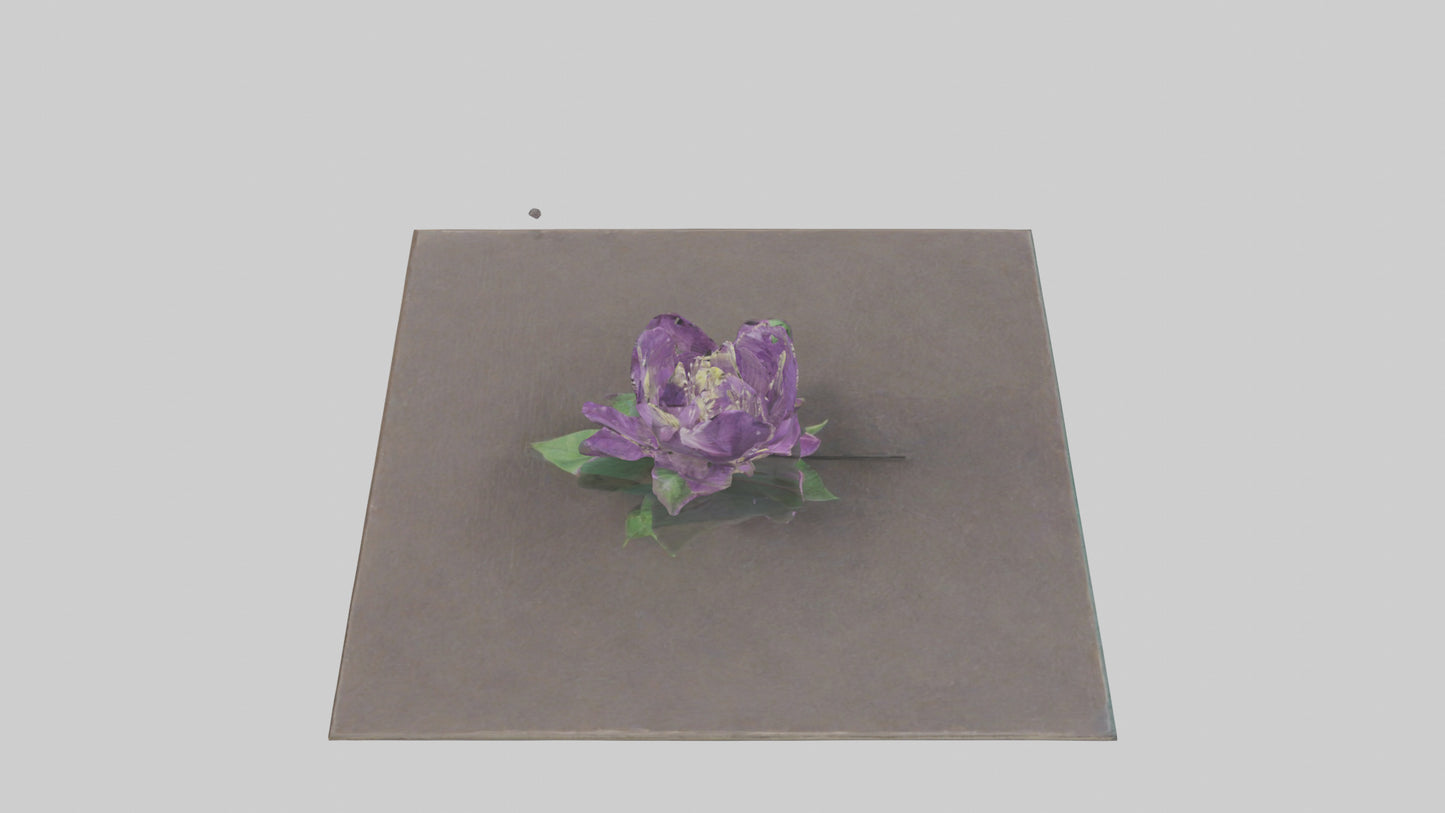 Clematis model 3D model