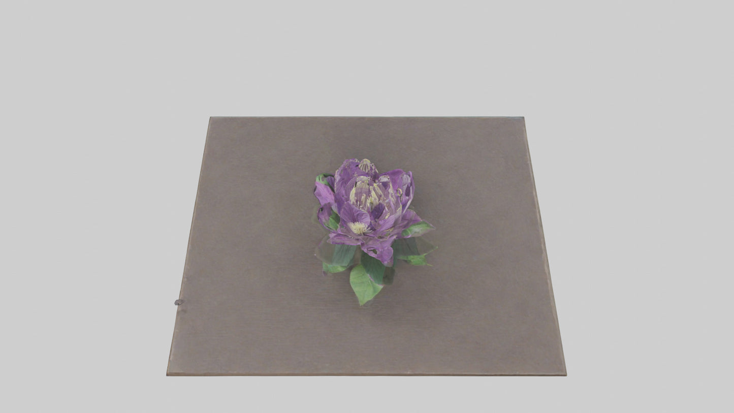 Clematis model 3D model
