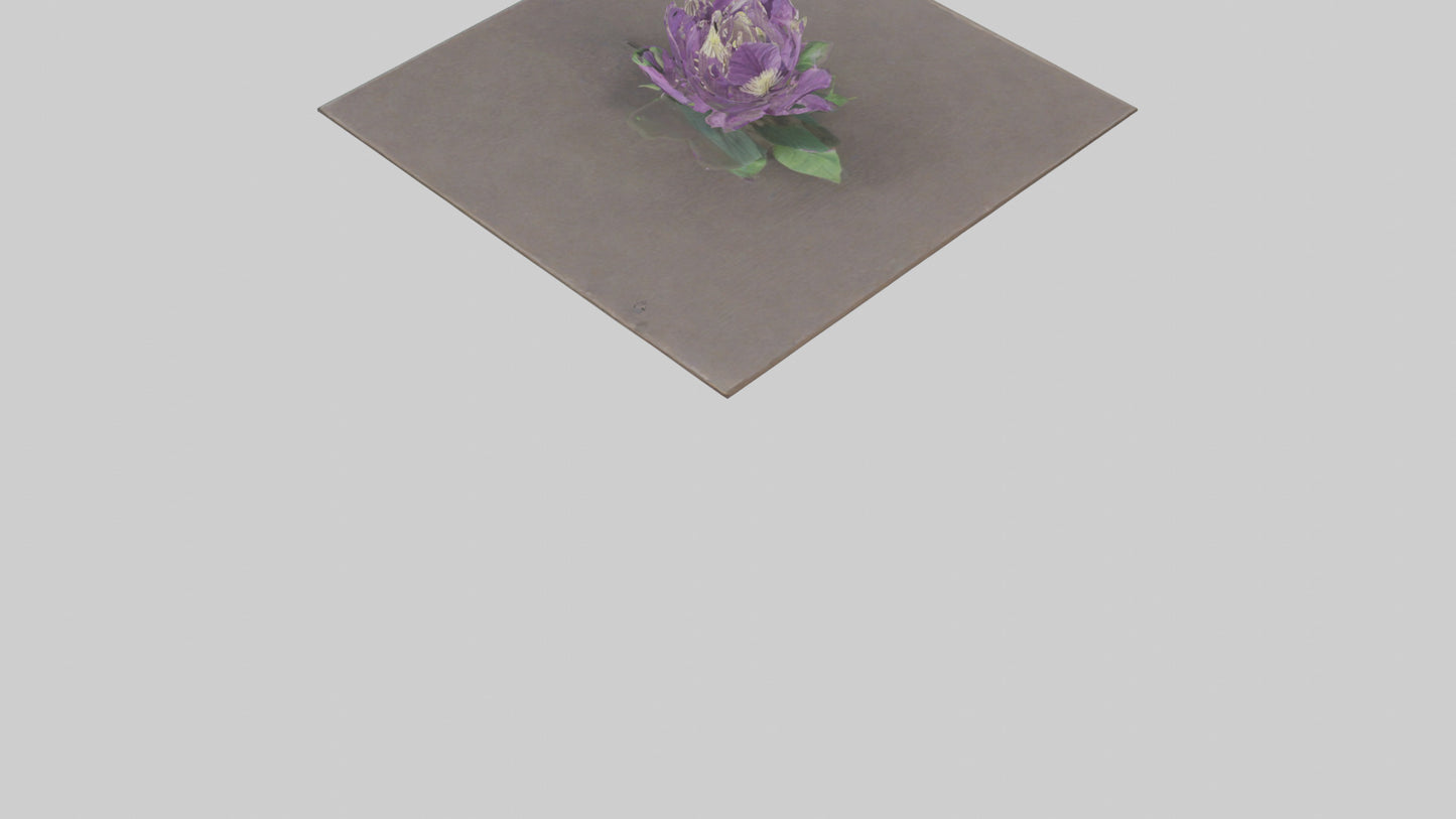 Clematis model 3D model