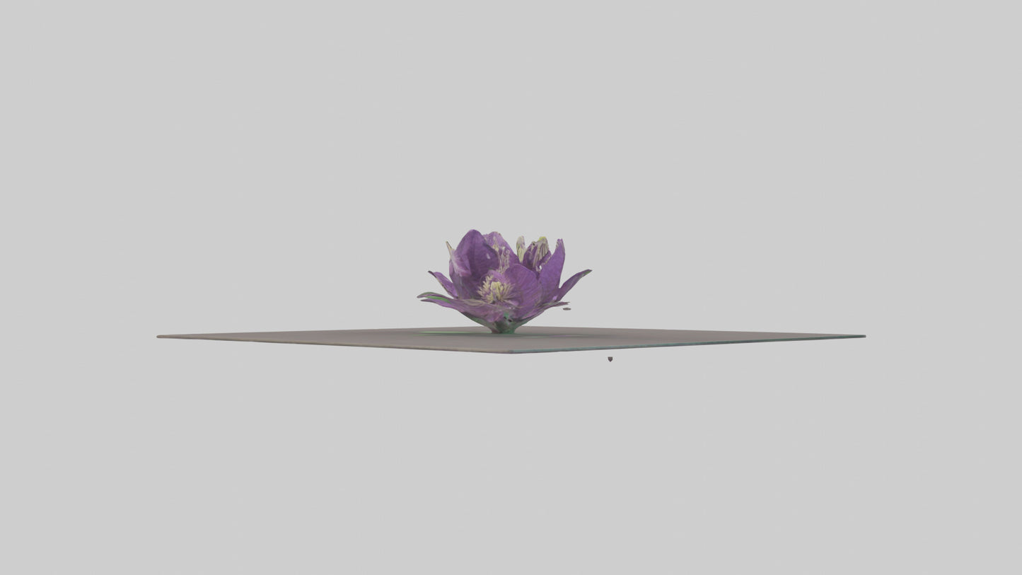 Clematis model 3D model