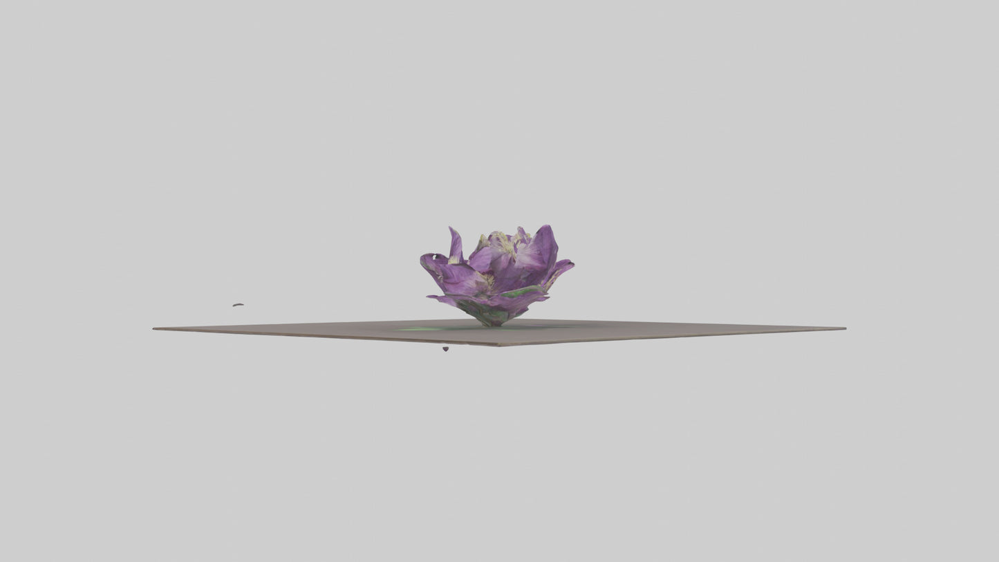 Clematis model 3D model