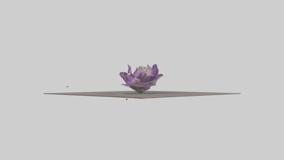 Clematis model 3D model