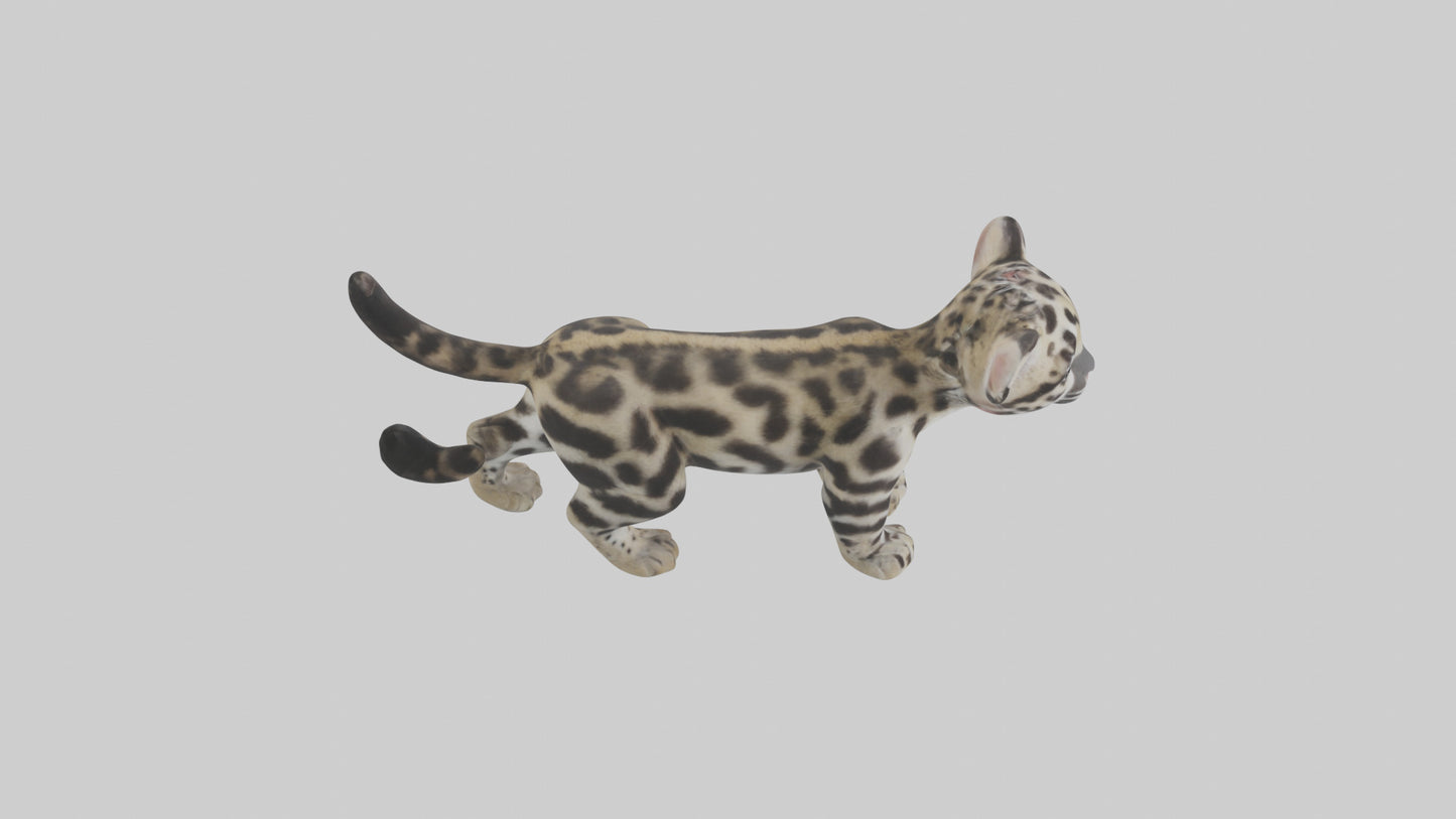 3D model Clouded Leopard cub playing model VR / AR / low-poly