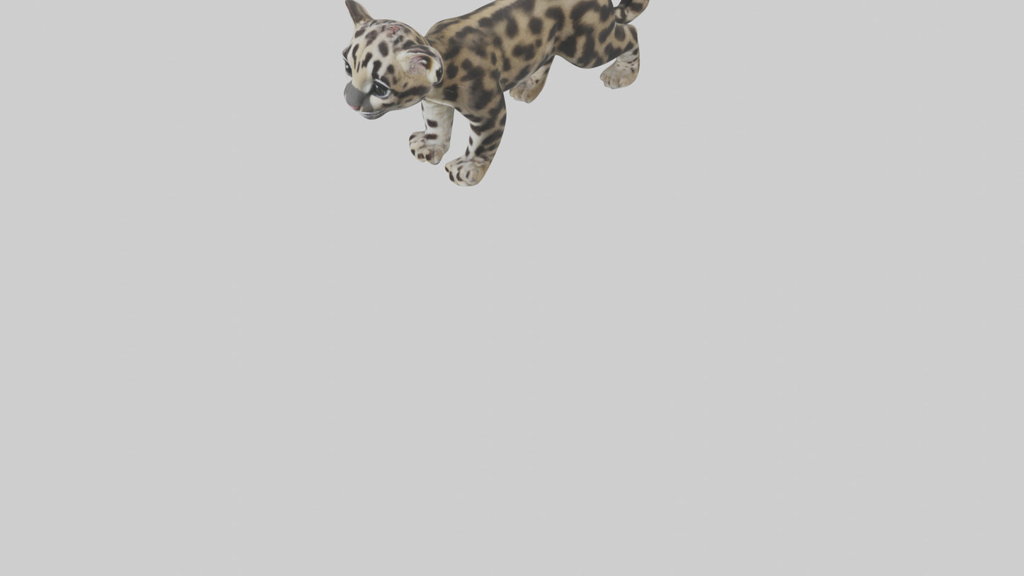 3D model Clouded Leopard cub playing model VR / AR / low-poly
