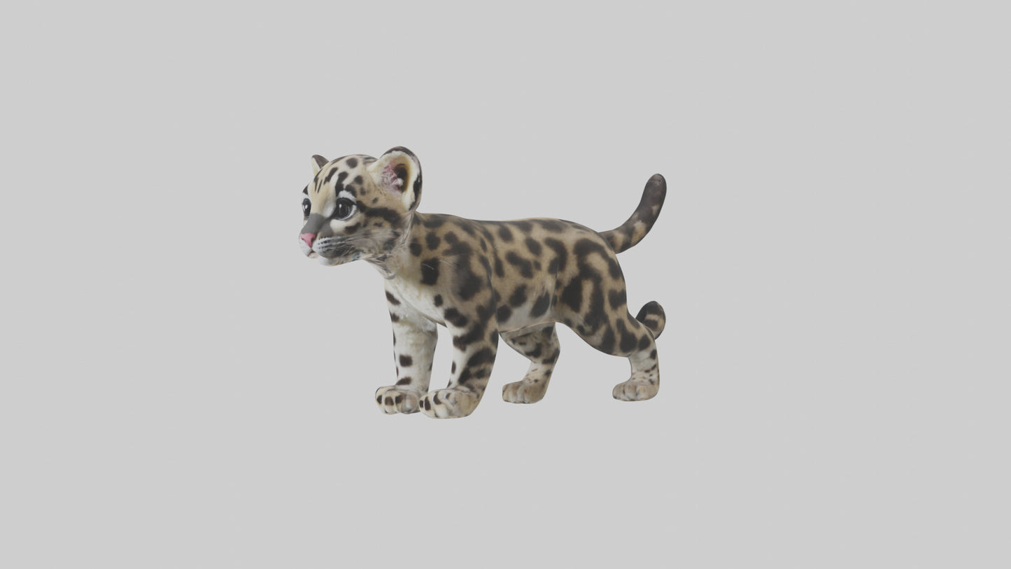 3D model Clouded Leopard cub playing model VR / AR / low-poly
