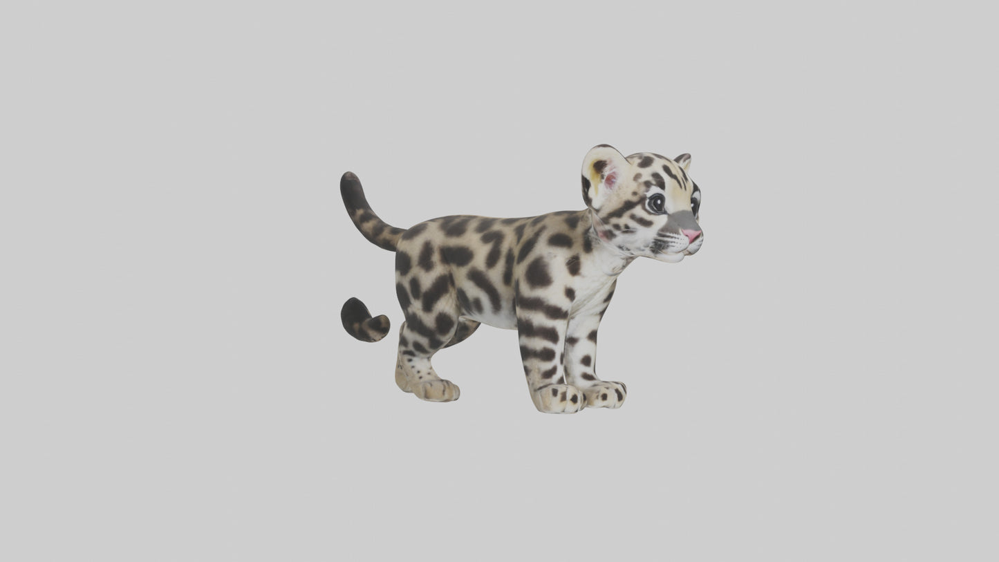 3D model Clouded Leopard cub playing model VR / AR / low-poly
