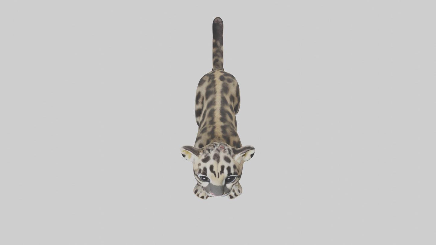 3D model Clouded Leopard cub playing model VR / AR / low-poly