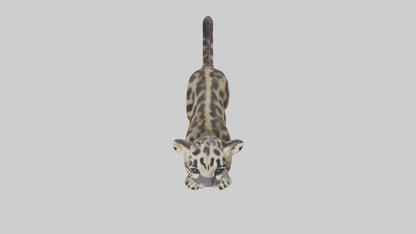 3D model Clouded Leopard cub playing model VR / AR / low-poly