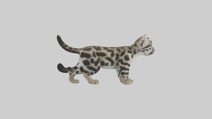 3D model Clouded Leopard cub playing model VR / AR / low-poly