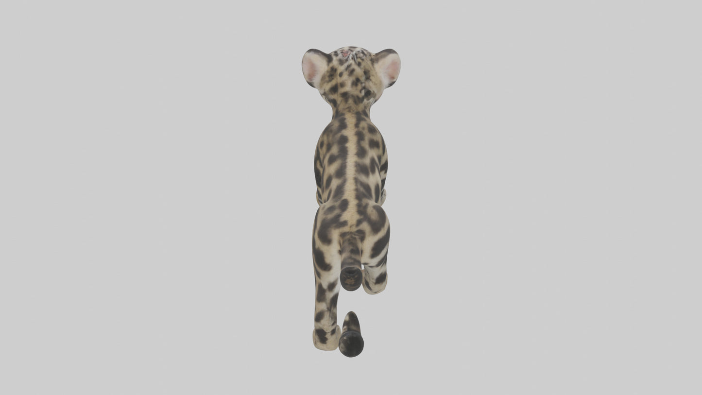 3D model Clouded Leopard cub playing model VR / AR / low-poly