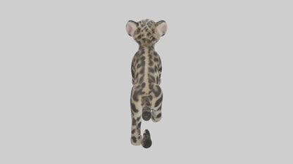 3D model Clouded Leopard cub playing model VR / AR / low-poly