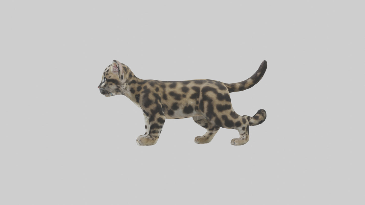 3D model Clouded Leopard cub playing model VR / AR / low-poly