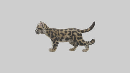 3D model Clouded Leopard cub playing model VR / AR / low-poly
