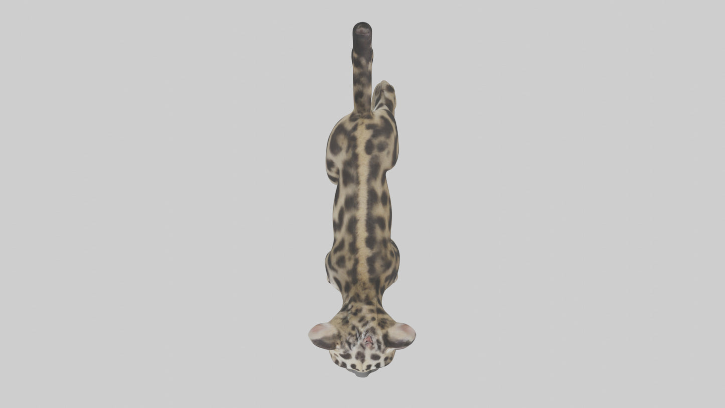 3D model Clouded Leopard cub playing model VR / AR / low-poly