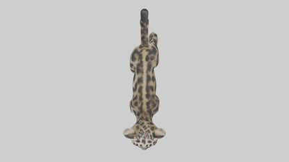 3D model Clouded Leopard cub playing model VR / AR / low-poly