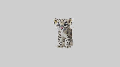 3D model Clouded Leopard cub playing model VR / AR / low-poly