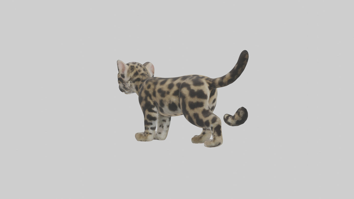 3D model Clouded Leopard cub playing model VR / AR / low-poly