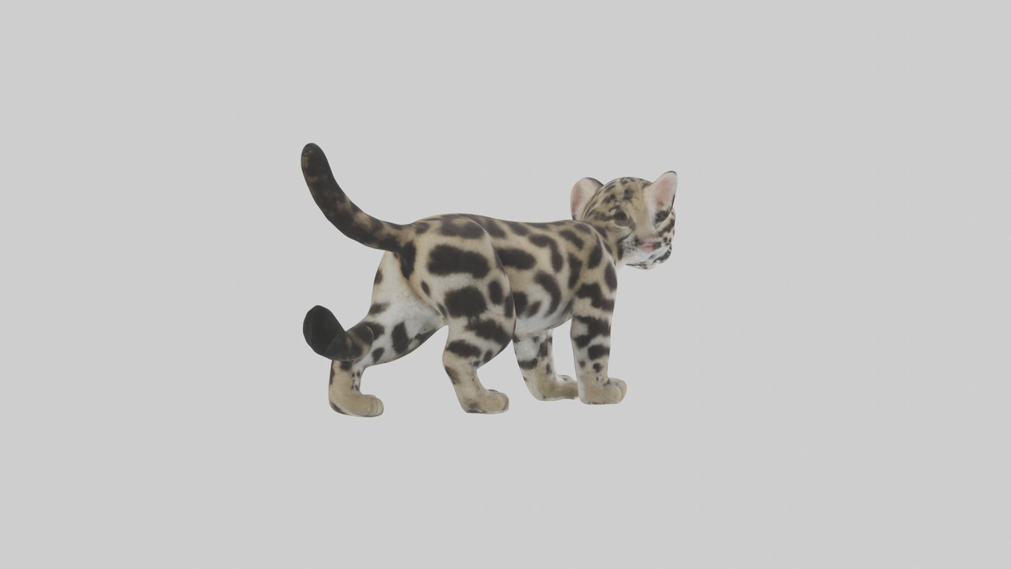 3D model Clouded Leopard cub playing model VR / AR / low-poly