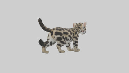 3D model Clouded Leopard cub playing model VR / AR / low-poly