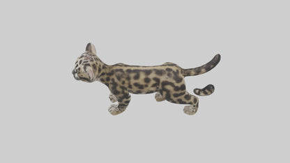 3D model Clouded Leopard cub playing model VR / AR / low-poly