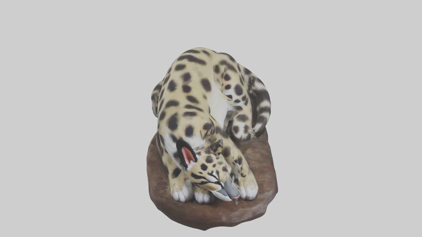 Clouded Leopard sleeping model VR / AR / low-poly