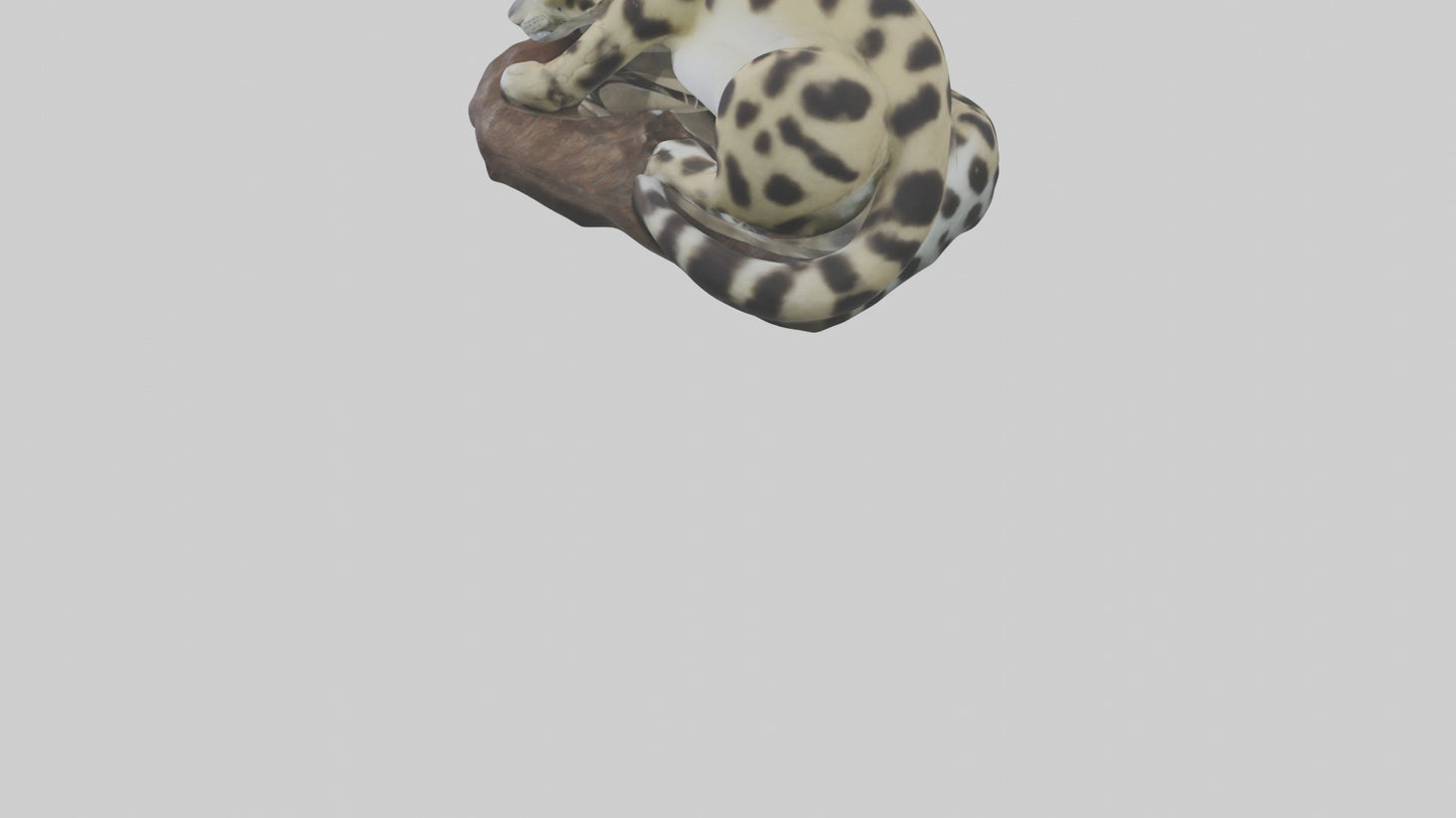Clouded Leopard sleeping model VR / AR / low-poly
