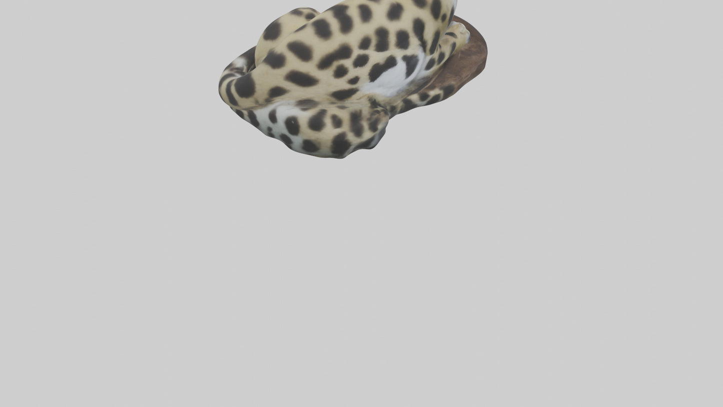 Clouded Leopard sleeping model VR / AR / low-poly