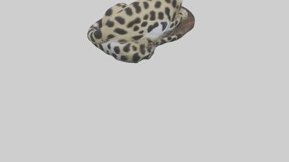 Clouded Leopard sleeping model VR / AR / low-poly