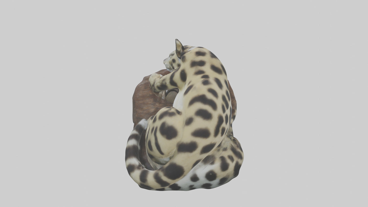 Clouded Leopard sleeping model VR / AR / low-poly