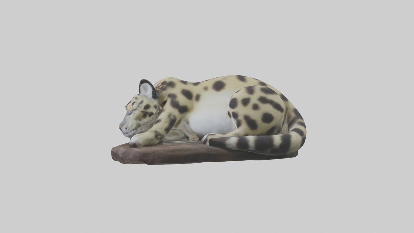 Clouded Leopard sleeping model VR / AR / low-poly