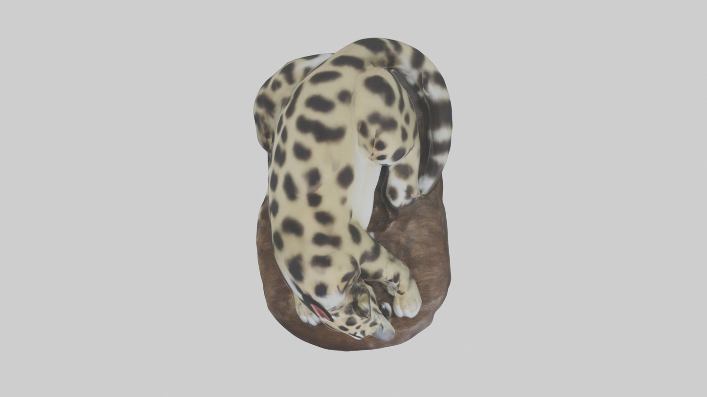 Clouded Leopard sleeping model VR / AR / low-poly