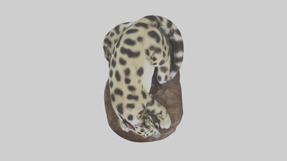 Clouded Leopard sleeping model VR / AR / low-poly