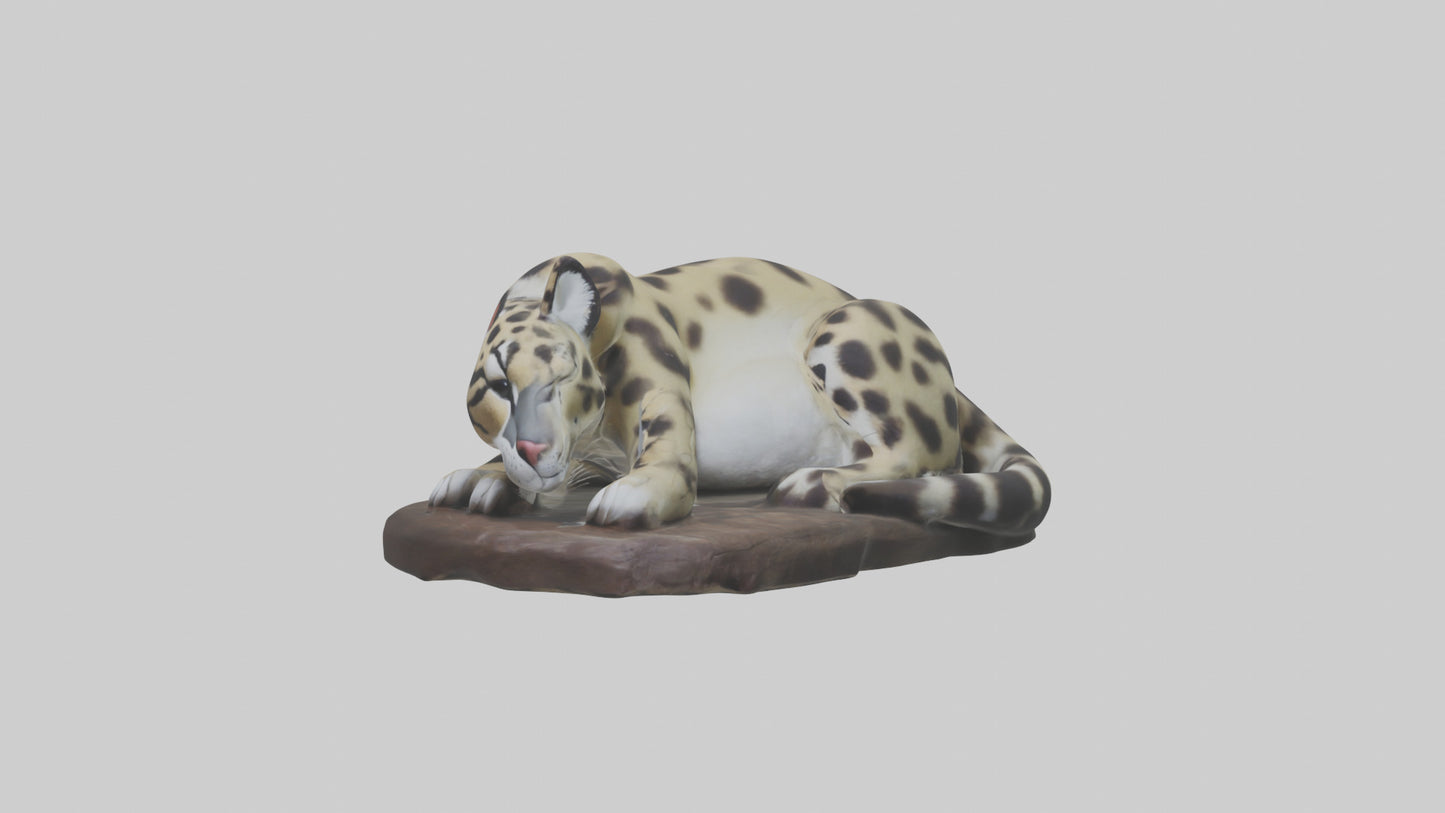 Clouded Leopard sleeping model VR / AR / low-poly