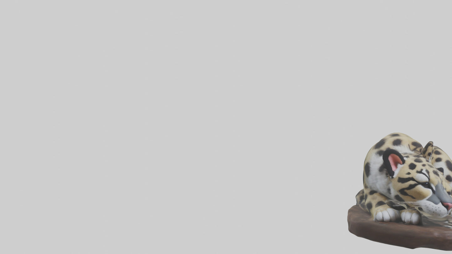 Clouded Leopard sleeping model VR / AR / low-poly