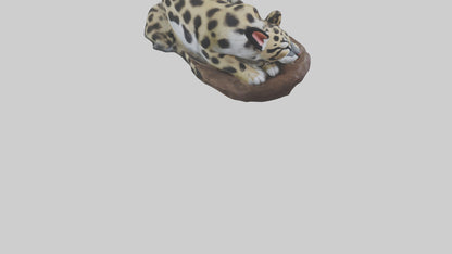 Clouded Leopard sleeping model VR / AR / low-poly