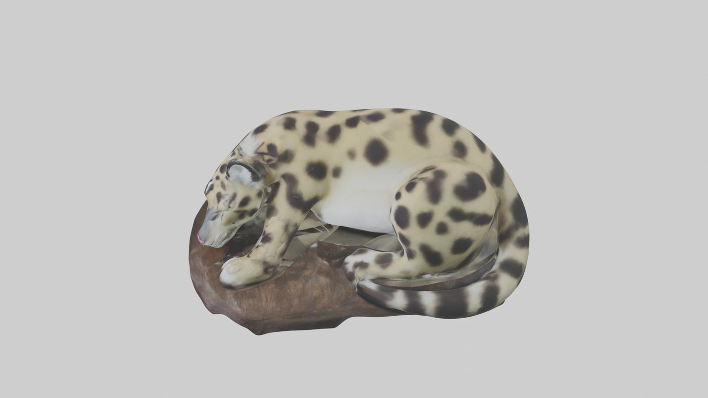 Clouded Leopard sleeping model VR / AR / low-poly