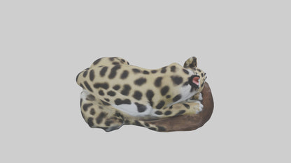 Clouded Leopard sleeping model VR / AR / low-poly