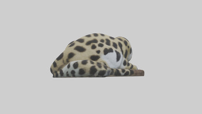 Clouded Leopard sleeping model VR / AR / low-poly