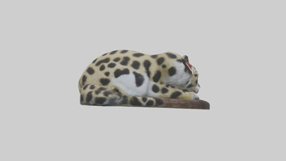 Clouded Leopard sleeping model VR / AR / low-poly