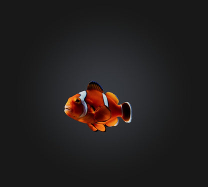 3D model Clownfish VR / AR / low-poly