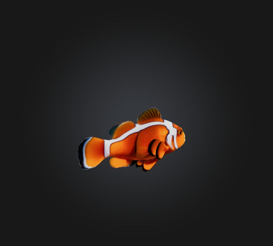 3D model Clownfish VR / AR / low-poly