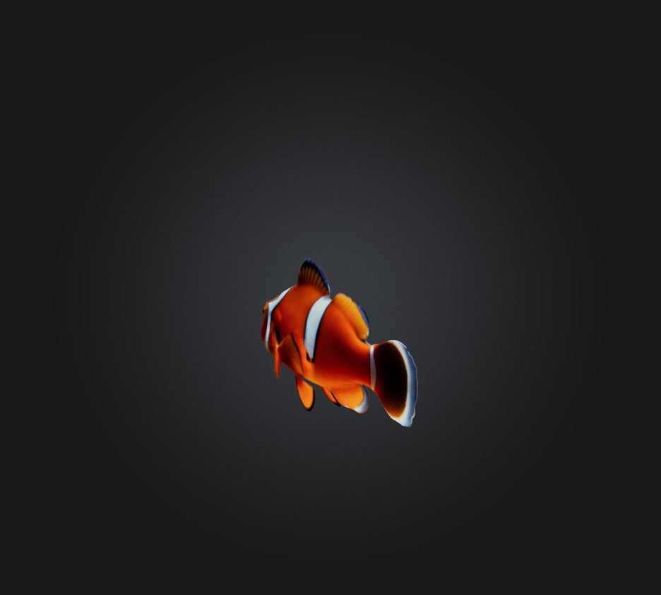 3D model Clownfish VR / AR / low-poly