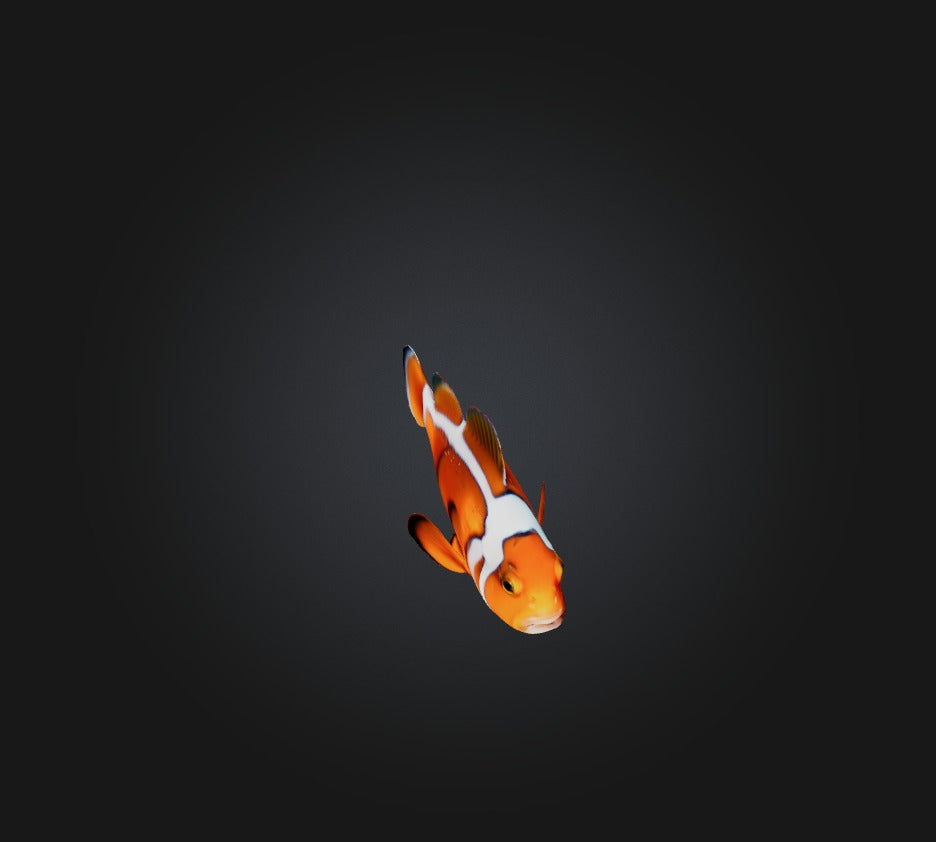 3D model Clownfish VR / AR / low-poly