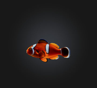 3D model Clownfish VR / AR / low-poly